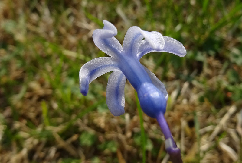 Hyacinthus orientalis - Liliaceae